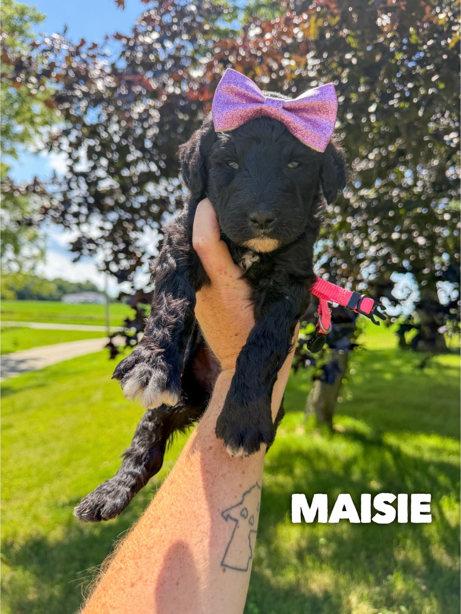 Maisie 1